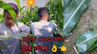 মাকৈ খেতে লুচ্ছামি হয় ২০২৪ শালে  👌👈 habizur new interteiment video #intertenment