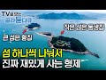 ✨여름 맞이 한국기행 모음집 ☀️ 무더운 여름 도시를 떠나 산과 바다로 향한 사람들│물 오른 여름 모음│한국기행│#골라듄다큐