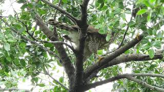 20180621 育德公園鳳頭蒼鷹 1