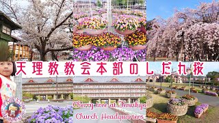 🌸天理教教会本部のしだれ桜とパンジーが綺麗でした🌸奈良県天理市🦌Tenrikyo Church Headquarters🌸Beautiful Cherry blossoms Pansy🌸太鳳さんぽ🐤