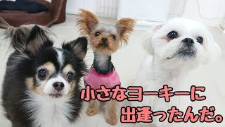 小さなヨーキーに出逢ったんだ。 【ひみつきちなう！①】2018年10月30日