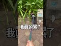 當你有隻不省心的小狗when you have a worrying dog 奇奇是隻米克斯