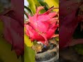 আমাদের ছাদবাগানের লাল টুকটুকে ড্রাগন ফল gardening dragonfruit shorts