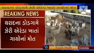 30 cows died due to poisoned food intake  at banaskantha | VTV News