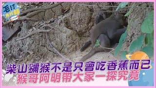 柴山獼猴不是只會吃香蕉而已  猴哥阿明帶大家一探究竟 @獼片頻道