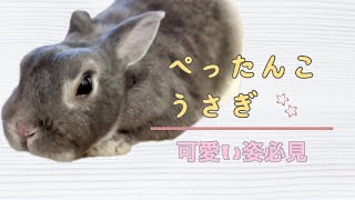 飼い主によってぺったんこにされるうさぎさん