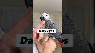 How to Tell Age of African Grey Parrot?