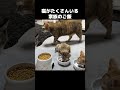 子猫 u0026猫8匹のご飯タイム　 shorts