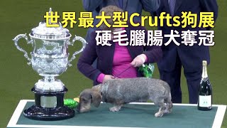 世界最大型Crufts狗展 硬毛臘腸犬奪冠｜可愛狗狗