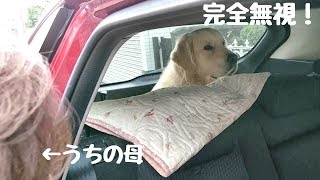 家のばあちゃんとは一切目を合わせない英国ゴールデンレトリバーギンちゃん(1歳)