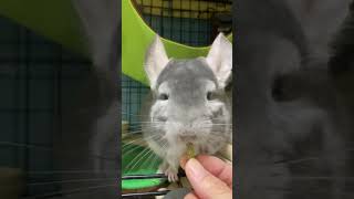 【ASMR】久々に極み登場　咀嚼音を奏でるチンチラ＃chinchilla＃チンチラ＃shorts