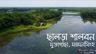 ছালড়া শালবন- মিনি সুন্দরবন , মুক্তাগাছা, ময়মনসিংহ Salora, Muktagacha, Mymensingh  SALORA HEAVEN