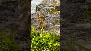 Cute ducklings 可愛いマガモの雛 #shorts