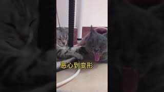 一想到你我就~~~#猫#我要上热门