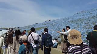 20230423 ネモヒラと菜の花満開、ひたち海浜公園。