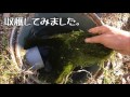 なんと庭でウィローモスが大繁殖！fontinalis antipyretica willow moss pond