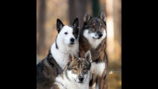 My West Siberian Laika family #westsiberianlaika