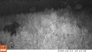 Trailcam Footage of Bear Vs Elk!