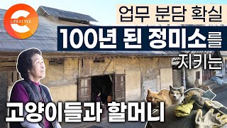 우직한 사장님이 매일 7시면 항상 문을 여는 100년 된 가게🏘 고양이가 부뚜막에 오르고, 참새가 방앗간 못 지나치는 일이 실제로 일어나는 곳ㅣ유천마을ㅣ노포 여행ㅣ경북 청도