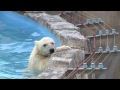 閉園間際の縁つたい~polar bear twin cubs are playing