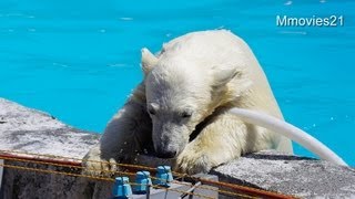 閉園間際の縁つたい~Polar Bear twin cubs are playing