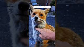 Heartwarming rescue of a fox stuck in a football net.🦊 #shorts #fox #animals