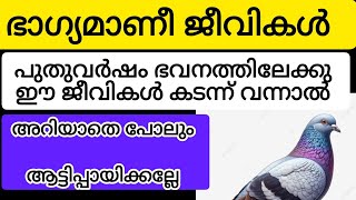 പുതുവർഷത്തിൽ ഭാഗ്യവുമായി കടന്നുവരുന്ന ജീവികൾ#astrology #malayalam #viralvideo #trending