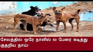 சேலத்தில் ஒரே நாளில் 60 பேரை கடித்து குதறிய நாய்!