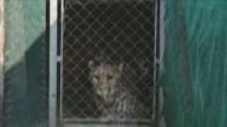 Eight cheetahs caught in Namibia flown to India