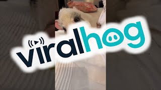 Sleeping Pet Pig Awakened With Apple Slice || ViralHog