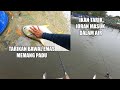 TARIKAN IKAN BAWAL EMAS MEMANG PADU | JORAN MASUK DALAM KOLAM | KOLAM B P&L