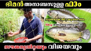 Anabus മത്സ്യകൃഷി | Anabus Fish Farming Kerala | യുവാക്കളുടെ  അനാബസ് വളർത്തൽ | KNB Anabus Fish Farm