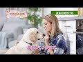 【dogアロマ】愛犬と香りのテイスティングをする時のエッセンシャルオイル選び＆重要な5つの注意点！