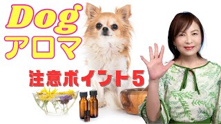 【Dogアロマ】愛犬と香りのテイスティングをする時のエッセンシャルオイル選び＆重要な5つの注意点！