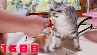 【16日目】ちゅーるより猫を吸う子猫【瀬戸のきなこ日記】