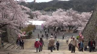 201605 守屋 晃三 作「鶴山公園の桜」