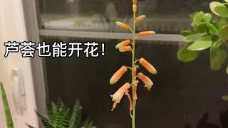 芦荟也开花🌼