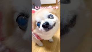 【おいしい顔をする17歳シニア犬もんちゃん】 #シニア犬 #ちわわ #チワワ #可愛い #癒し #かわいい #犬のいる生活 #おいしい #美味しい