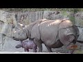 nashorn nachwuchs im tierpark berlin tierpark berlin’s rhino calf