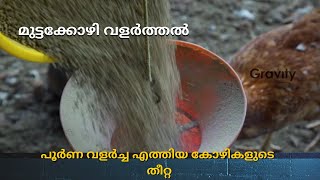 വളർച്ച എത്തിയ മുട്ടക്കോഴികൾക്കുള്ള തീറ്റ | Poultry farming