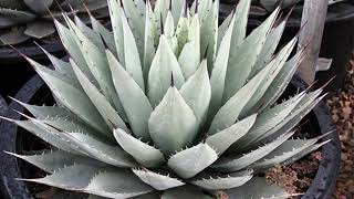 Beautiful Aloes and Agaves |  Leaf and Designs | Relax with Succulent Images