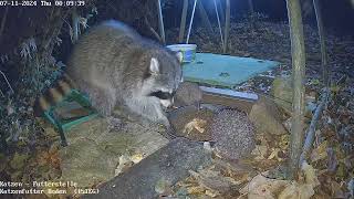 Waschbär und 2 Igel bedienen sich am Katzenfutter