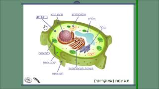 1 ביוטכנולוגיה בפעולה מיקרואורגניזם  הרכב התא