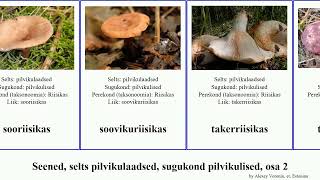 Seened, selts pilvikulaadsed, sugukond pilvikulised, osa 2 riisikas fungus tore roosa tellispunane