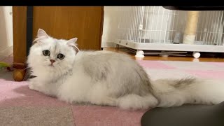 【ペルシャ猫】トンネルをくぐり狩猟本能に目覚めたペルシャ猫が可愛すぎた！！