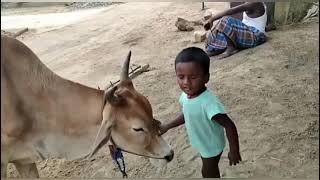 😭 இதுபோல உங்கள் குழந்தைகளை மாடு அருகில் விடாதீங்க||cow attack child