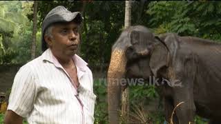 The true story of the Tikiri elephant | Ru News