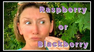 The DIFFERENCE! Black Raspberry VS Blackberry