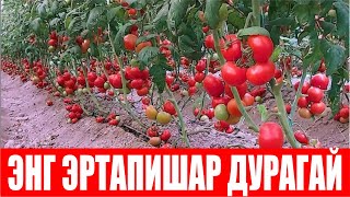 ЭНГ ЭРТАПИШАР ҚИЗИЛ ПОМИДОР AДРИАТИКА F1 (TOMATO ADRIATIKA F1-SAKATA)