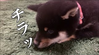 【柴犬】気にしてない感じを装ってめっちゃチラチラ見てくる黒柴犬のむぎちゃん